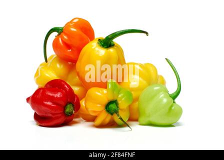 Chocolat Habanero (Capsicum chinense) , Chili Banque D'Images