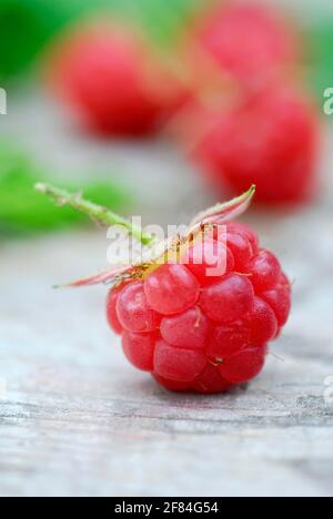 Rouge européenne Framboisier (Rubus idaeus) Banque D'Images