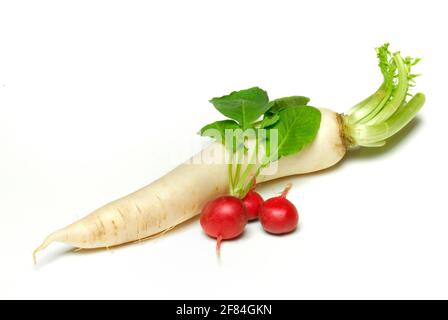 Radis et radis rouge (Raphanus sativus var. Sativus) (Raphanus sativus) Banque D'Images
