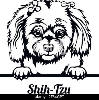 Chien de Pékin Shih Tzu - tête isolée sur blanc Illustration de Vecteur