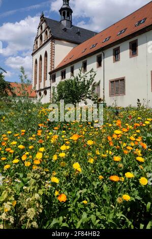 Marigold commun, jardin du monastère, monastère Fulda, Fulda, Hesse, Allemagne Banque D'Images