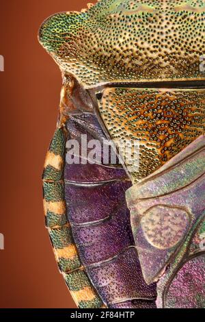 Bouclier de cou et abdomen d'un insecte d'arbre (Arma culos) en vue dorsale Banque D'Images