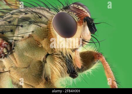Tête et thorax d'une mouche à fumier jaune (Scathophaga stercoraria) Banque D'Images