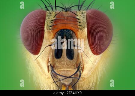 Portrait d'une mouche à fumier jaune (Scathophaga stercoraria) sur fond vert Banque D'Images