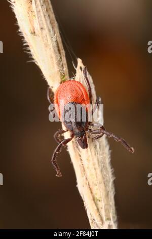 Femelles de la chèvre de bois commun (Ixodes ricinus) couché en attente sur une lame d'herbe Banque D'Images