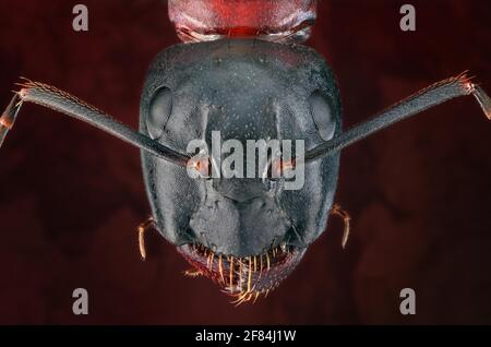 Tête d'un fourmi brun-noir (Camponotus) Banque D'Images