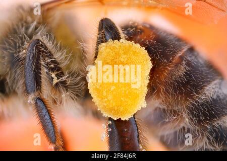 Paquet de pollen sur la jambe d'une abeille (API mellifera) Banque D'Images