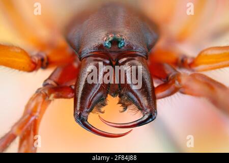 Vue frontale d'une araignée (Dysdera crocata) avec larges griffes de mâchoire Banque D'Images