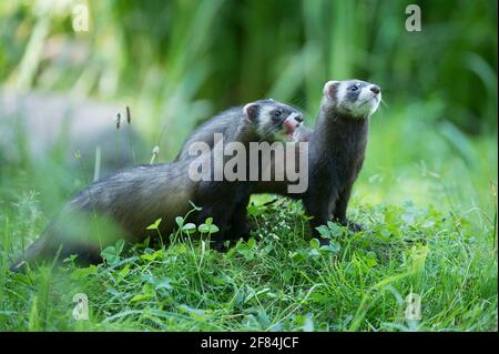 Polecats européens (Mustela putorius) (Putorius putorius) polecat européen Banque D'Images