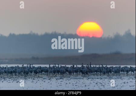 Grues communes (Grus Grus) , place de couchage, Goldenstedter Moor, Basse-Saxe, Allemagne Banque D'Images