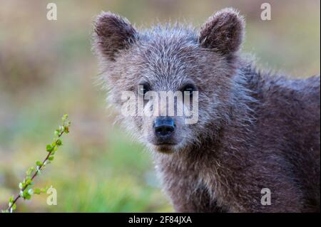 Ours brun européen (Ursus arctos) jeune animal, Finlande Banque D'Images