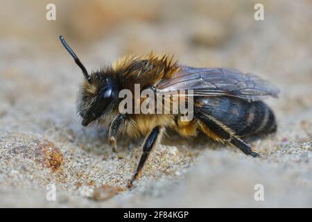Gros plan d'une femelle de l'abeille minière vernale (colletes cunicularius) Banque D'Images