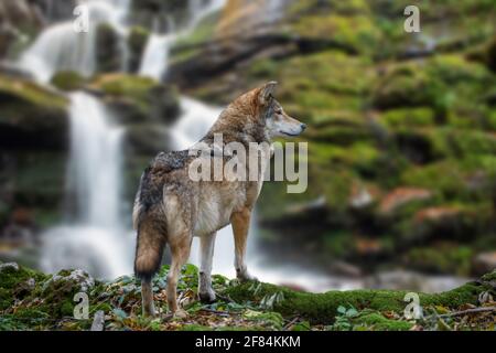 Chasse au loup en bois en montagne sur fond de cascade. Animal dans l'habitat de la nature Banque D'Images