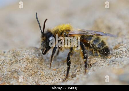 Gros plan de la femelle de l'abeille minière de chocolat ou d'aubépine, Andrena scotica Banque D'Images