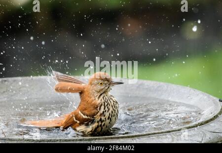 thrasher brun (Toxostoma rufum) - Comté de Hall, Géorgie. Le thrasher de Bruwn éclabousse dans un bain d'oiseau après une pluie nocturne de printemps. Banque D'Images