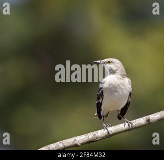 mockingbird du Nord (Mimus polyglottos) - Comté de Hall, Géorgie. Un mockingbird prend dans ses environs tout en étant perché sur un membre. Banque D'Images