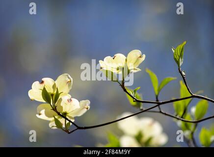 Cornouiller à fleurs (Cornus florida) - Comté de Hall, Géorgie. La lumière du soleil brille à travers les fleurs d'un arbre à cornouiller en fleur lors d'un jour de printemps ensoleillé. Banque D'Images