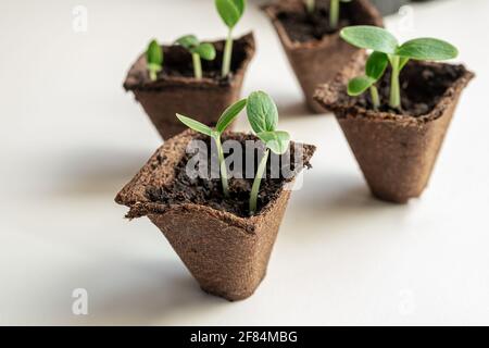 Concombres plantules en pots de tourbe sur fond blanc, jardinage à la maison et connexion avec la nature concept Banque D'Images