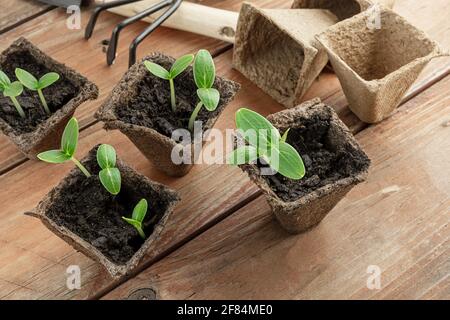 Jeunes concombres plantules dans des pots de tourbe biodégradables sur la surface en bois, le jardinage à la maison et le lien avec le concept de la nature Banque D'Images