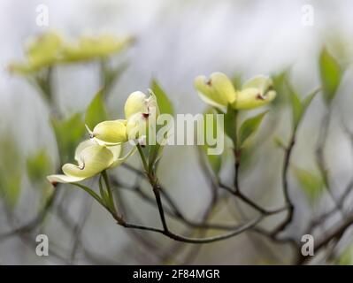 Cornouiller à fleurs (Cornus florida) - Comté de Hall, Géorgie. Premières fleurs de l'année pour un arbre à cornouiller à fleurs. Banque D'Images