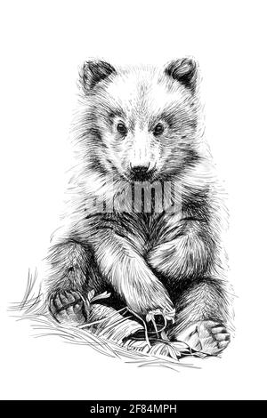 Dessin manuel de bébé ours cub, croquis graphiques monochrome illustration sur fond blanc (originaux, pas de tracé) Banque D'Images