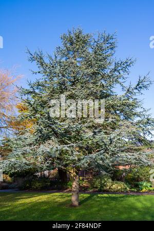 Cedar Tree, probablement Blue Atlas Cedar Tree (Cedrus atlantica glauca) dans un parc en hiver à Marina Gardens, Littlehampton West Sussex, Angleterre, Royaume-Uni. Banque D'Images