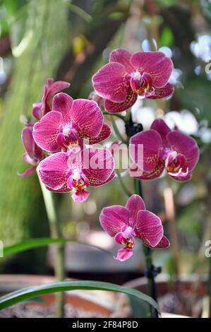 Belles fleurs d'orchidées orientales dans un jardin tropical d'été. Banque D'Images