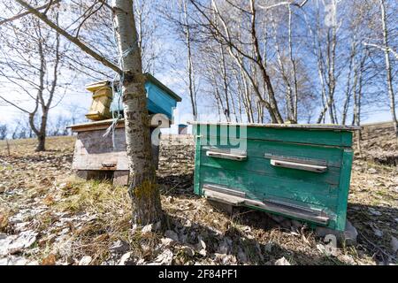 Ruches dans un champ avec des arbres, ruches. Banque D'Images