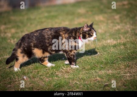 Tortoiseshell ferme chat se balader autour d'un jour ensoleillé de printemps Banque D'Images