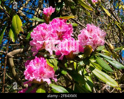Fleurs de rhododendron roses prises un jour ensoleillé au printemps. Banque D'Images