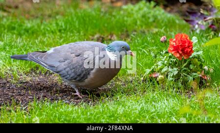 Pigeon en bois, tourterelle mangeant dans l'herbe, avec une fleur de ranunculus rouge Banque D'Images