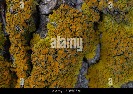 Un lichen jaune vif a grandi sur l'écorce de l'arbre. Organisme composite vivant sur l'écorce des arbres Banque D'Images