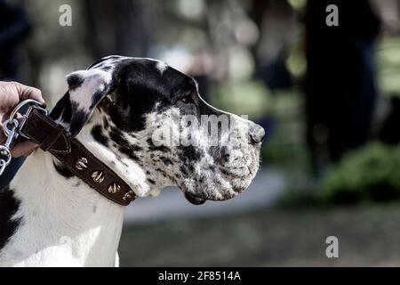 Great Dane; chien race développé il y a au moins 400 ans en Allemagne pour une utilisation dans la chasse au sanglier Banque D'Images