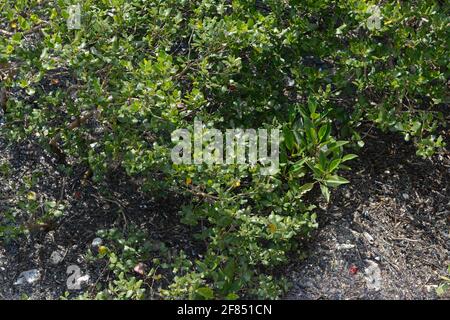 Mangroves en eau saumâtre au bord de la mer à Tai O sur l'île de Lantau, Hong Kong, Chine Banque D'Images