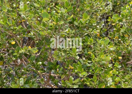 Mangroves en eau saumâtre au bord de la mer à Tai O sur l'île de Lantau, Hong Kong, Chine Banque D'Images