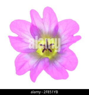 Geranium Dovesfoot isolé sur fond blanc Banque D'Images