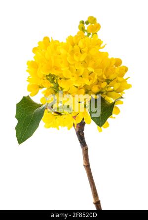 Fleurs de raisin de l'Oregon isolées sur fond blanc Banque D'Images