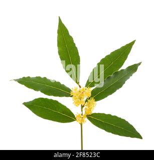 Laurel branch with flowers isolated on white Banque D'Images