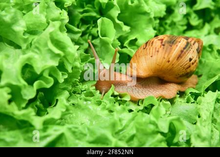 ramper l'achatina d'escargot vivant parmi les feuilles vertes de laitue Banque D'Images