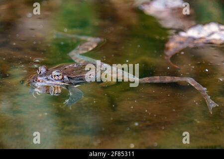 Grenouille de bois flottant avec les jambes étendues dans un étang dans printemps Banque D'Images