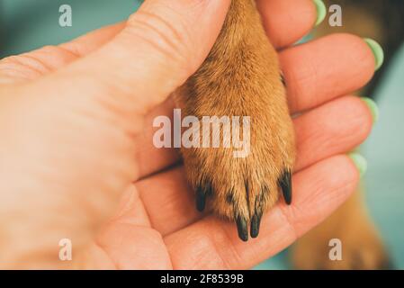 Concept de confiance et d'amitié entre le propriétaire de l'animal et le chien. Photo macro. Patte pour chien et paume humaine. Banque D'Images