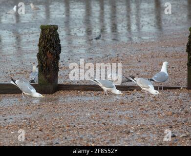 Gros plan des mouettes sur la plage, à la recherche de leurs chênes dans le sable. Banque D'Images