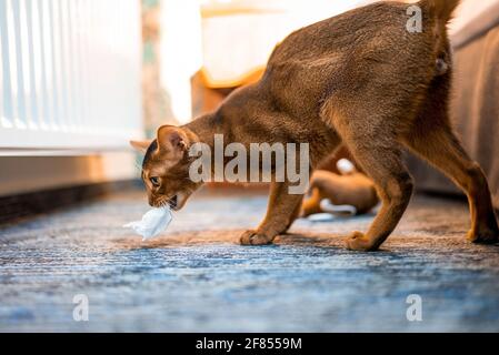 Un joli chat de race Abyssinienne jouant avec un jouet Banque D'Images