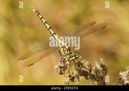 Gros plan d'une queue de pince femelle, d'une libellule aux yeux verts ou à queue crochet Banque D'Images