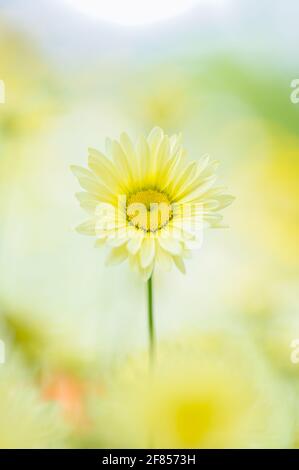 Un joli gros plan d'une fleur jaune pâle anthemis tinctoria (E C Buxton) et d'une tige au centre du cadre avec un fond floral flou. Banque D'Images