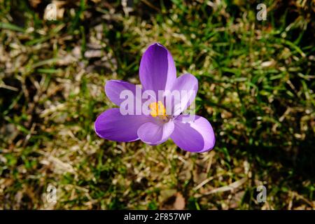 Belle fleur pourpre clair et stigmate jaune d'un crocus de printemps (Crocus vernus) juste en fleur. Ottawa, Ontario, Canada. Banque D'Images
