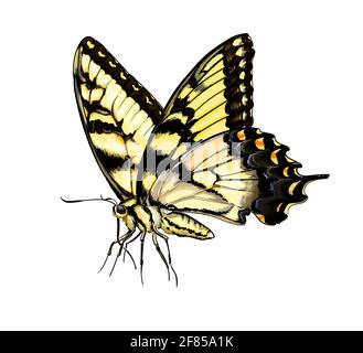 Papillon d'une touche d'aquarelle, dessin coloré, réaliste. Illustration vectorielle des peintures Illustration de Vecteur