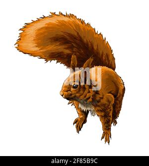 Écureuil rouge eurasien d'une éclaboussure d'aquarelle, dessin coloré, réaliste. Illustration vectorielle des peintures Illustration de Vecteur
