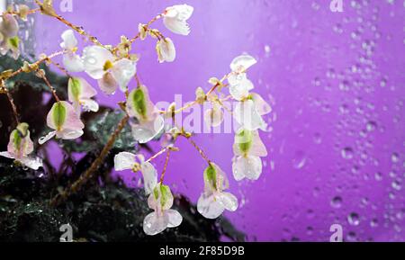 Fleurs fleuries à l'extérieur de la fenêtre sur un fond violet, fleurs pluvieuses. Verre en gouttes. Rosée sur les fleurs. Banque D'Images