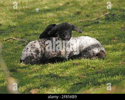 Deux petits agneaux de printemps noirs et blancs se blotissent sur l'herbe dans une zone de lumière du soleil à Cumbria, Angleterre, Royaume-Uni Banque D'Images